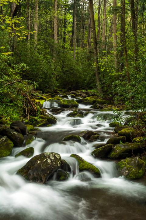 Cosby Creek, GSMNP | Shutterbug